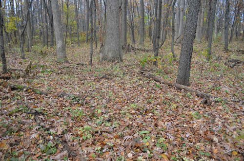 Property photo 35 - 80 Acres & Home - Property Offered in 4 Tracts from 2.3 to 30.0 Acres